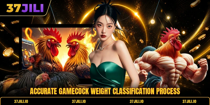 Accurate gamecock weight classification process